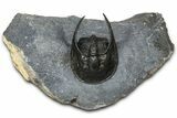 Gorgeous Scotoharpes Trilobite - Boudib, Morocco #363010-1